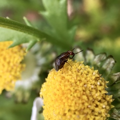 Steganopsis melanogaster
