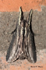 Sphinta cossoides