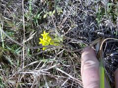 Sebaea micrantha intermedia
