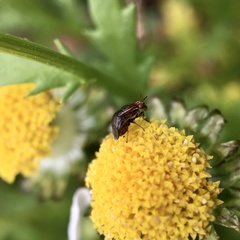 Steganopsis melanogaster