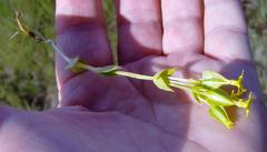 Sebaea micrantha intermedia