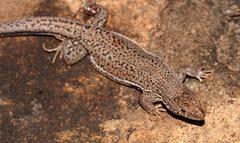 Pedioplanis burchelli