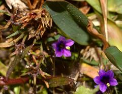 Monopsis debilis depressa