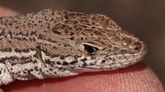 Pedioplanis burchelli