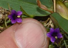 Monopsis debilis depressa