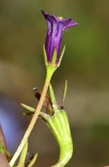 Monopsis debilis depressa