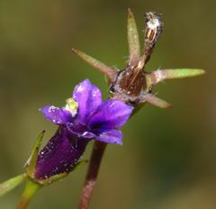 Monopsis debilis depressa
