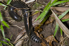 Acladocricus