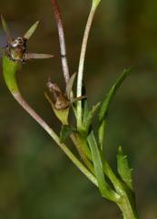 Monopsis debilis depressa