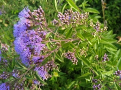 Chromolaena pulchella