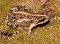 Cacosternum boettgeri