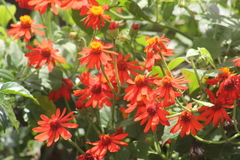 Pseudogynoxys benthamii