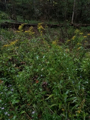 Solidago canadensis canadensis