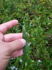 Solidago canadensis canadensis