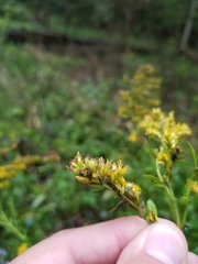 Solidago canadensis canadensis