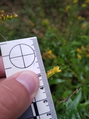 Solidago canadensis canadensis