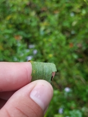 Solidago canadensis canadensis