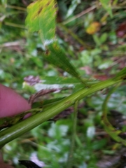 Solidago canadensis canadensis