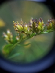 Solidago canadensis canadensis
