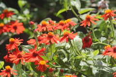 Pseudogynoxys benthamii