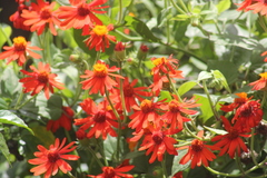 Pseudogynoxys benthamii