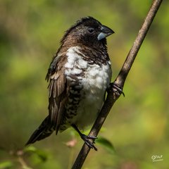 Spermestes cucullata