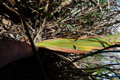 Tritonia flabellifolia