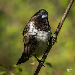 Spermestes cucullata