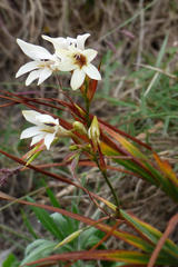 Tritonia flabellifolia