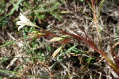 Tritonia flabellifolia