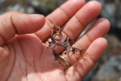 Masonhalea richardsonii