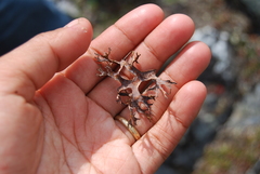 Masonhalea richardsonii