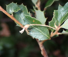 Andricus pedicellatus