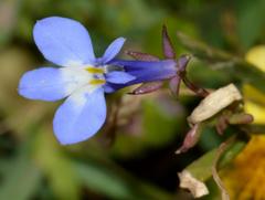 Lobelia boivinii