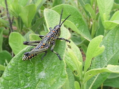Pyrgomorphidae