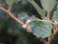 Andricus pedicellatus