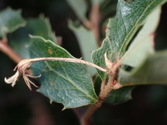 Andricus pedicellatus