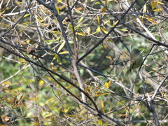 Phylloscartes ventralis