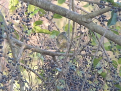 Phylloscartes ventralis