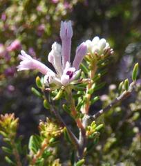 Phylica lachneaeoides