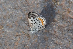 Euphilotes rita rita