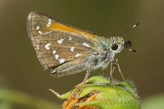 Hesperia woodgatei