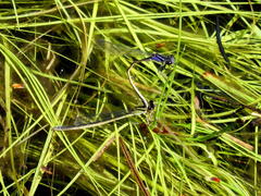 Proischnura polychromatica