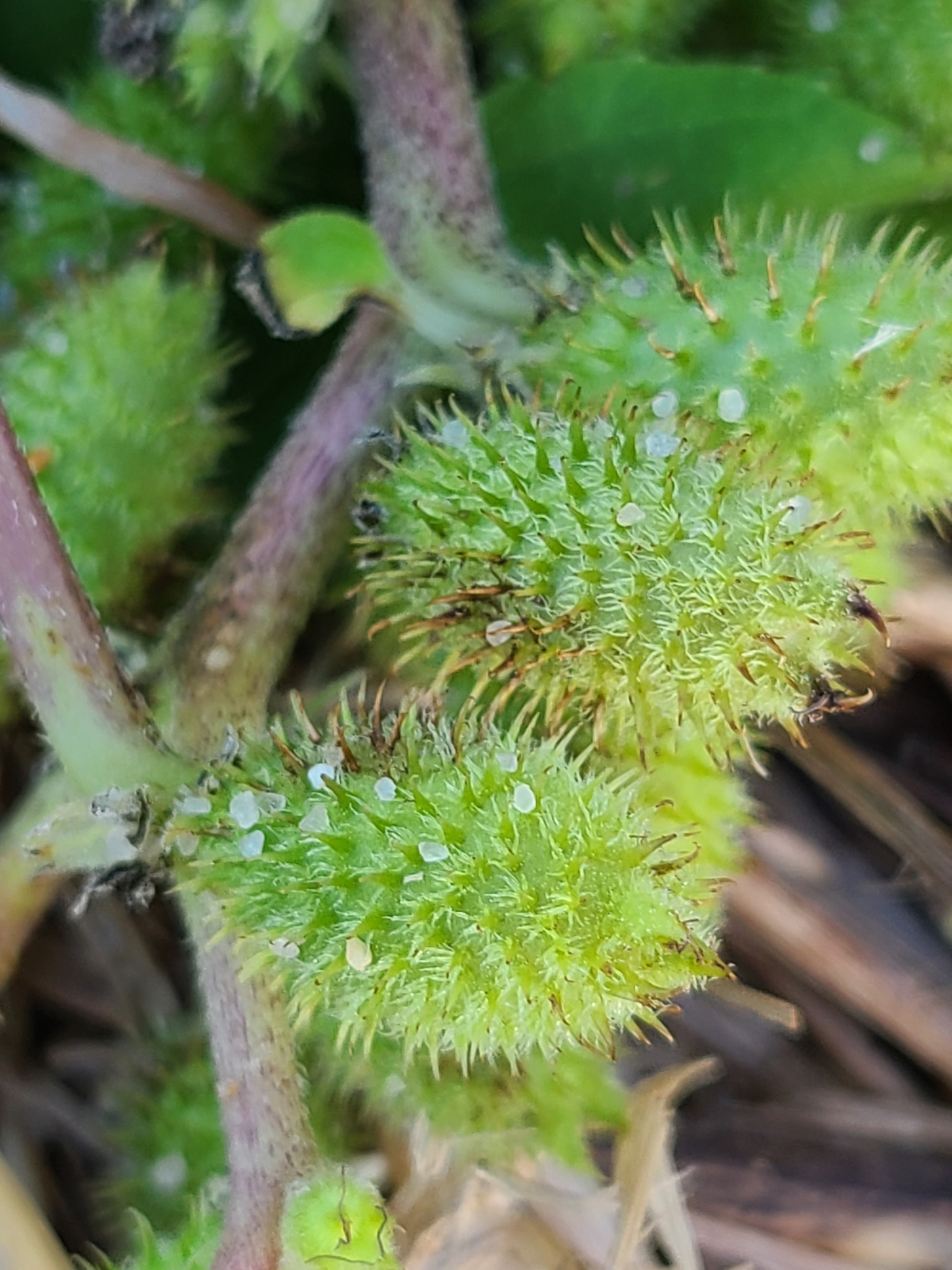Beach Cocklebur (Xanthium echinatum)
