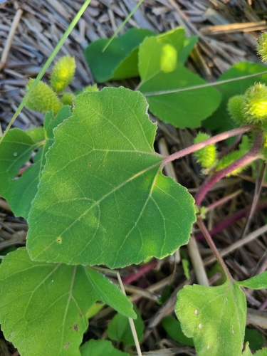 Image of Xanthium echinatum by (c) Jeff Wilson, some rights reserved (CC BY)
