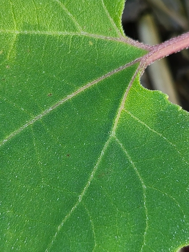 Image of Xanthium echinatum by (c) Jeff Wilson, some rights reserved (CC BY)