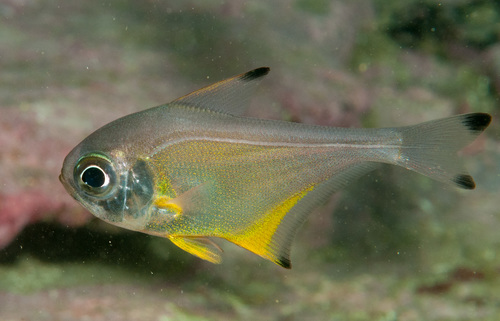 Blacktip sweeper (Pempheris affinis) — Pempheridae — 3
