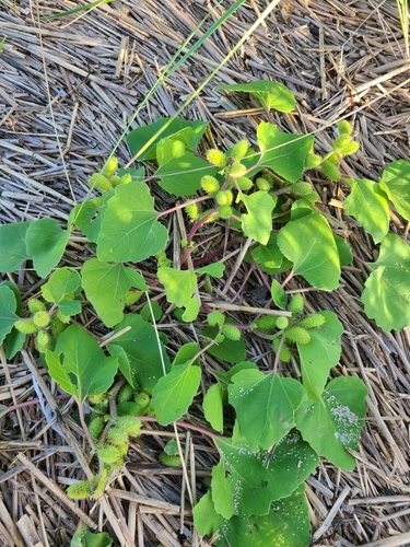 Image of Xanthium echinatum by (c) Jeff Wilson, some rights reserved (CC BY)
