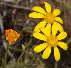 Othonna coronopifolia