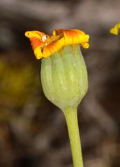 Othonna coronopifolia